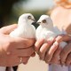Bride and Groom's Arms Holding White Doves