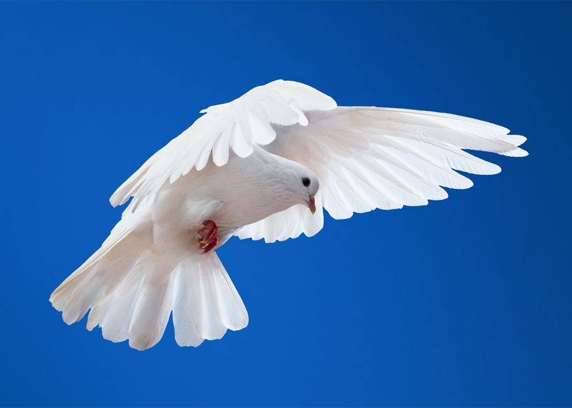 White Dove Release Colorado • Home